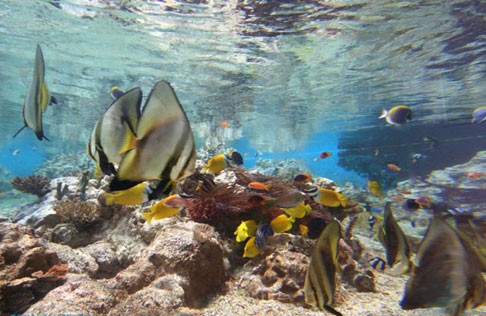 Montpellier : Mare Nostrum met les océans en direct