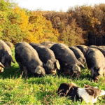 Tarbes : Une Sem pour pérenniser l’abattoir