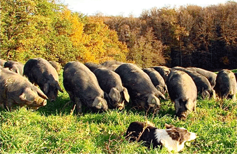 Tarbes : Une Sem pour pérenniser l’abattoir