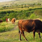 Martinique : Abattoir et éleveurs prêts à jouer la synergie