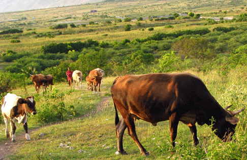 Martinique : Abattoir et éleveurs prêts à jouer la synergie