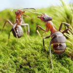 Micropolis : Voyage au pays des fourmis