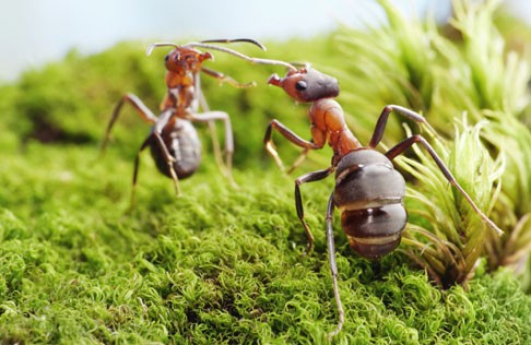 Micropolis : Voyage au pays des fourmis