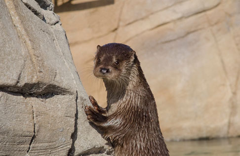 Des loutres pour Océanopolis