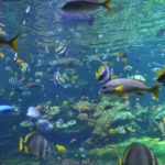Boulogne-sur-Mer : Nausicaa met son public en réseau