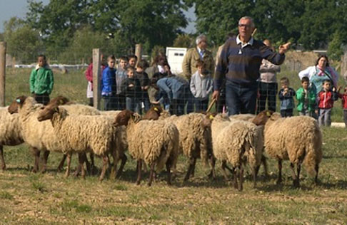 Un éco-pâturage pour le quartier du Plateau de la Mayenne