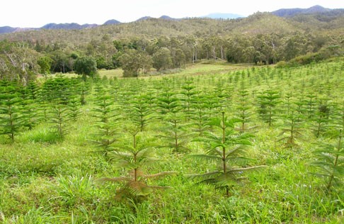 Nouvelle Calédonie : Une filière bois pour la Province Sud