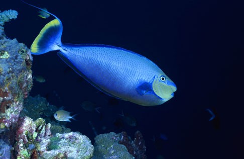 Boulogne-sur-Mer : Nausicaa milite pour la vie dans les océans