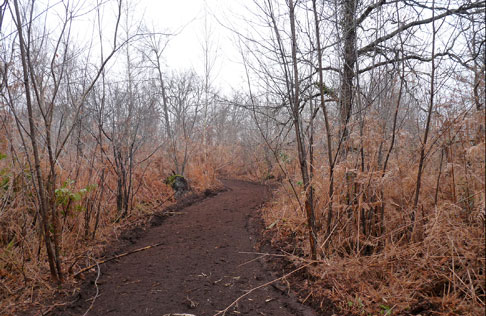 Forêts : Saint-Médard en Jalles part en reconquête