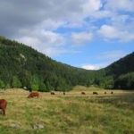 Livradois-Forez : Des éoliennes pour un parc naturel