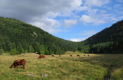 Livradois-Forez : Des éoliennes pour un parc naturel