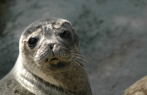 Année de la biodiversité : Les Sem se mobilisent pour les Océans