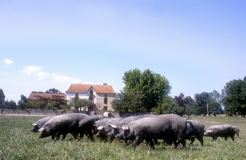 Agroalimentaire : La revitalisation passe par les terroirs