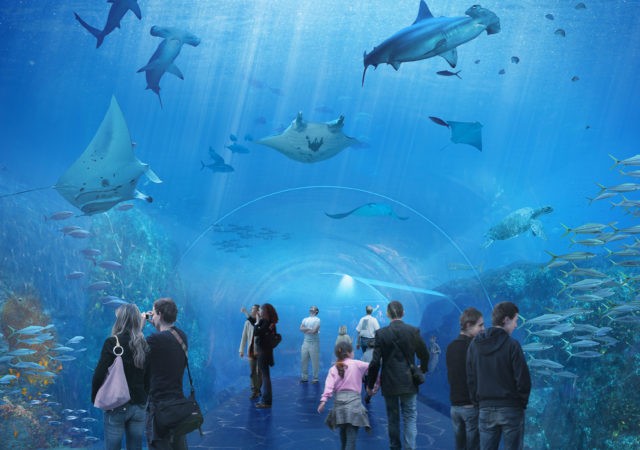 Grand Nausicaa, l’aquarium XXL