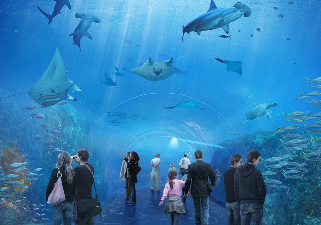 Grand Nausicaá : l’aquarium de tous les records