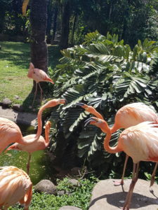 Jardin botanique Guadeloupe